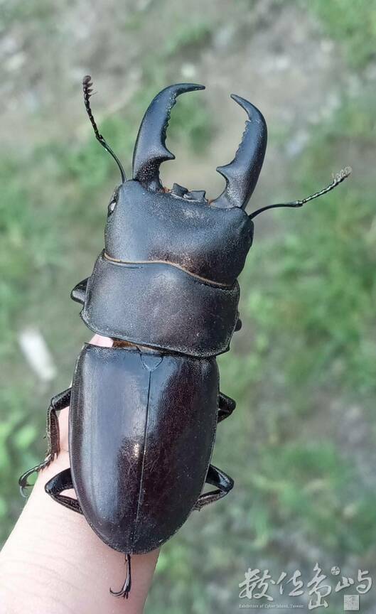Dorcus titanus sika(Kriesche,1920) 台灣扁鍬形蟲_1