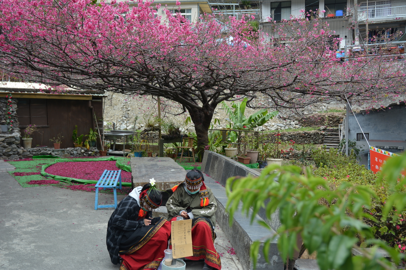 櫻花王和魯凱少女
