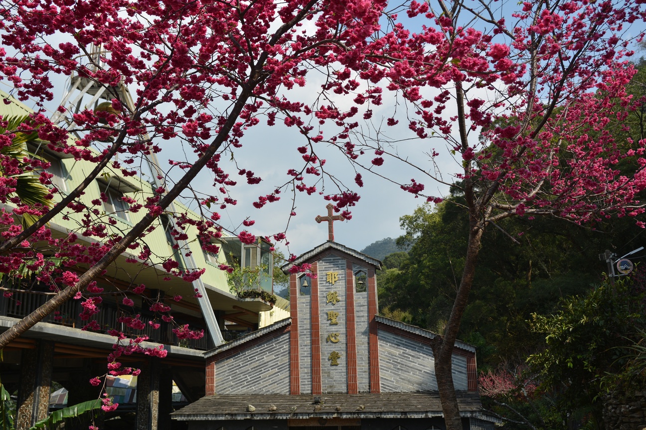 櫻花樹和耶穌聖心堂