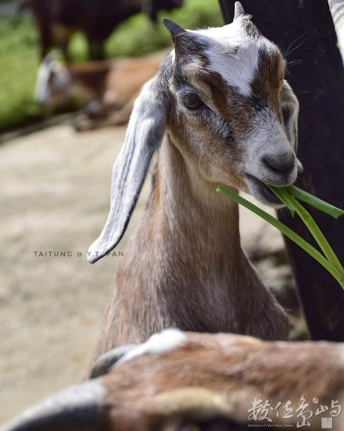 台東，羊