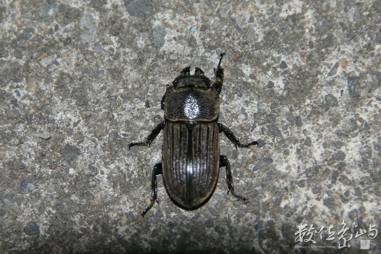 台灣鏽鍬Dorcus taiwanicus