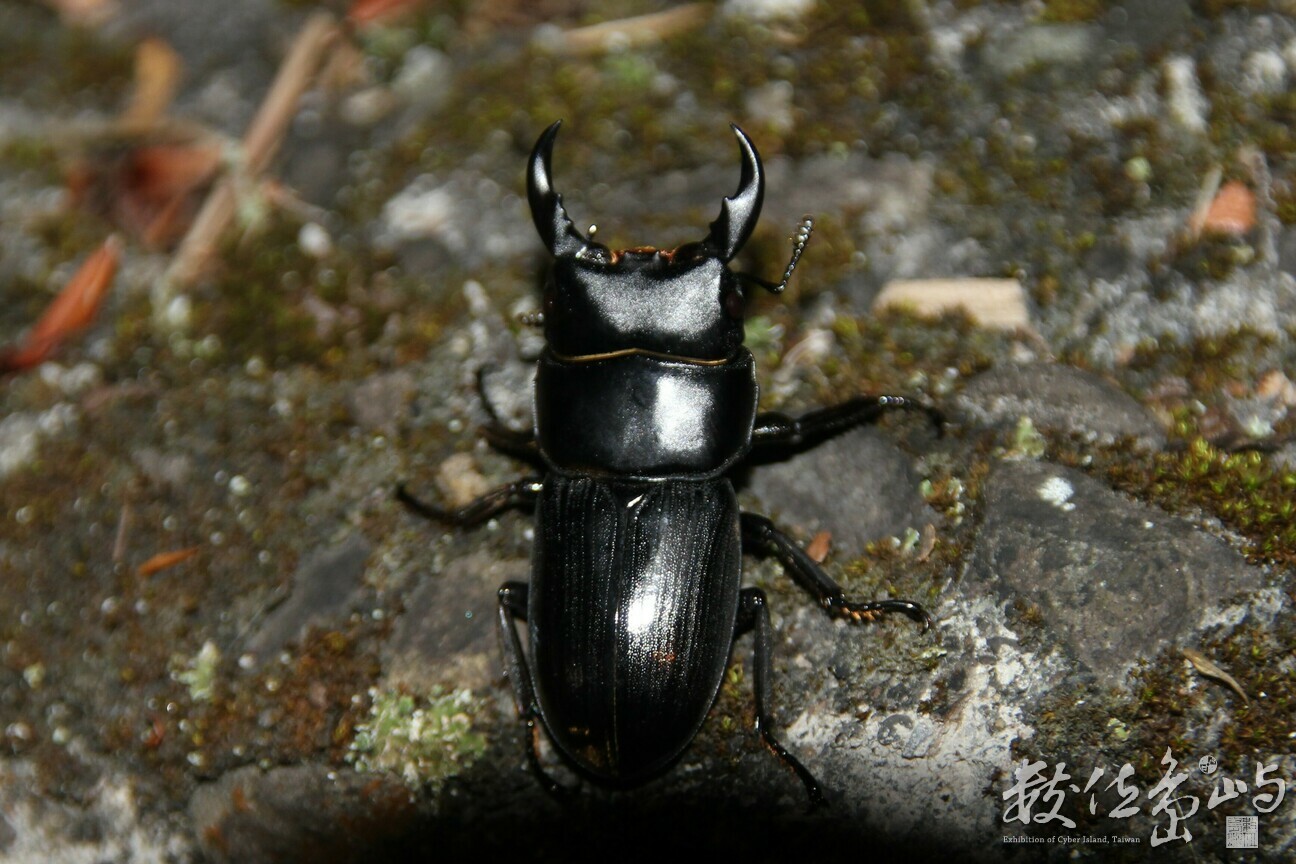 Docus屬 疑似小型長角大鍬