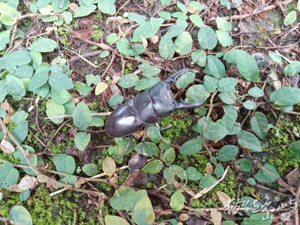 Dorcus titanus sika(Kriesche,1920) 台灣扁鍬形蟲_2