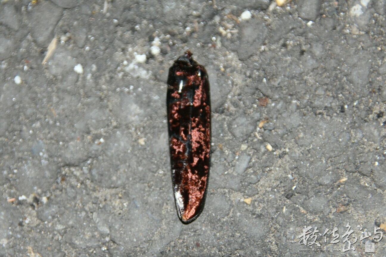 Aeolesthes oenochrous(右半翅鞘殘骸)