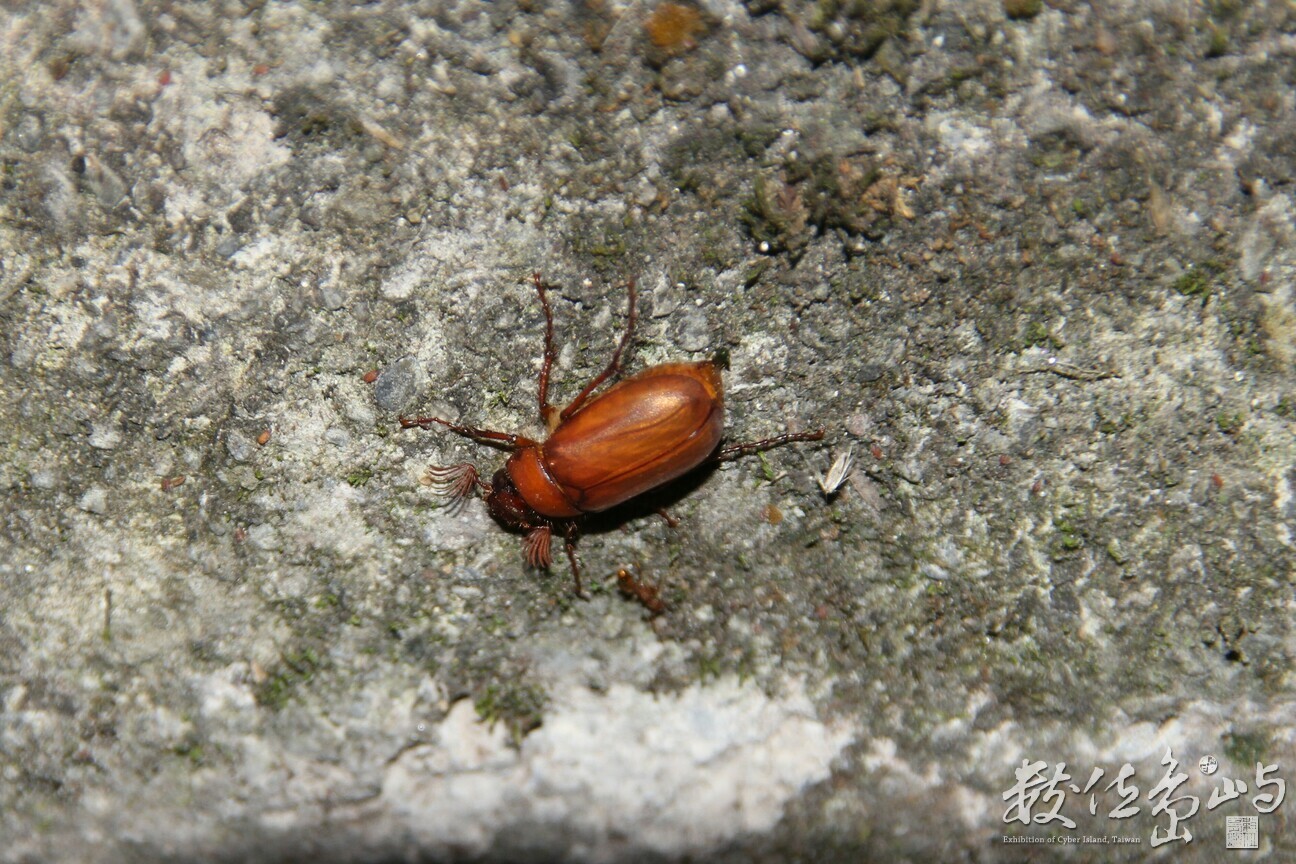 台灣樺金龜 ( Hilyotrogus formosanus )