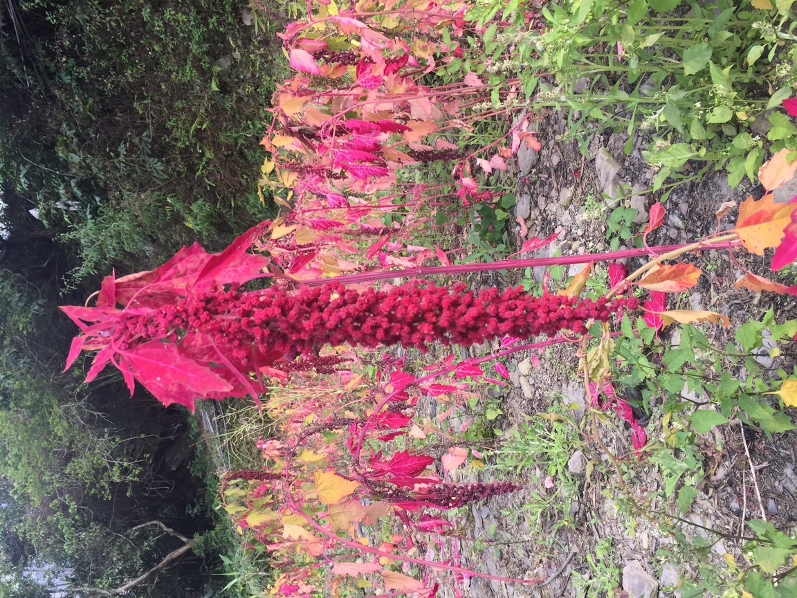 藜很紅喔