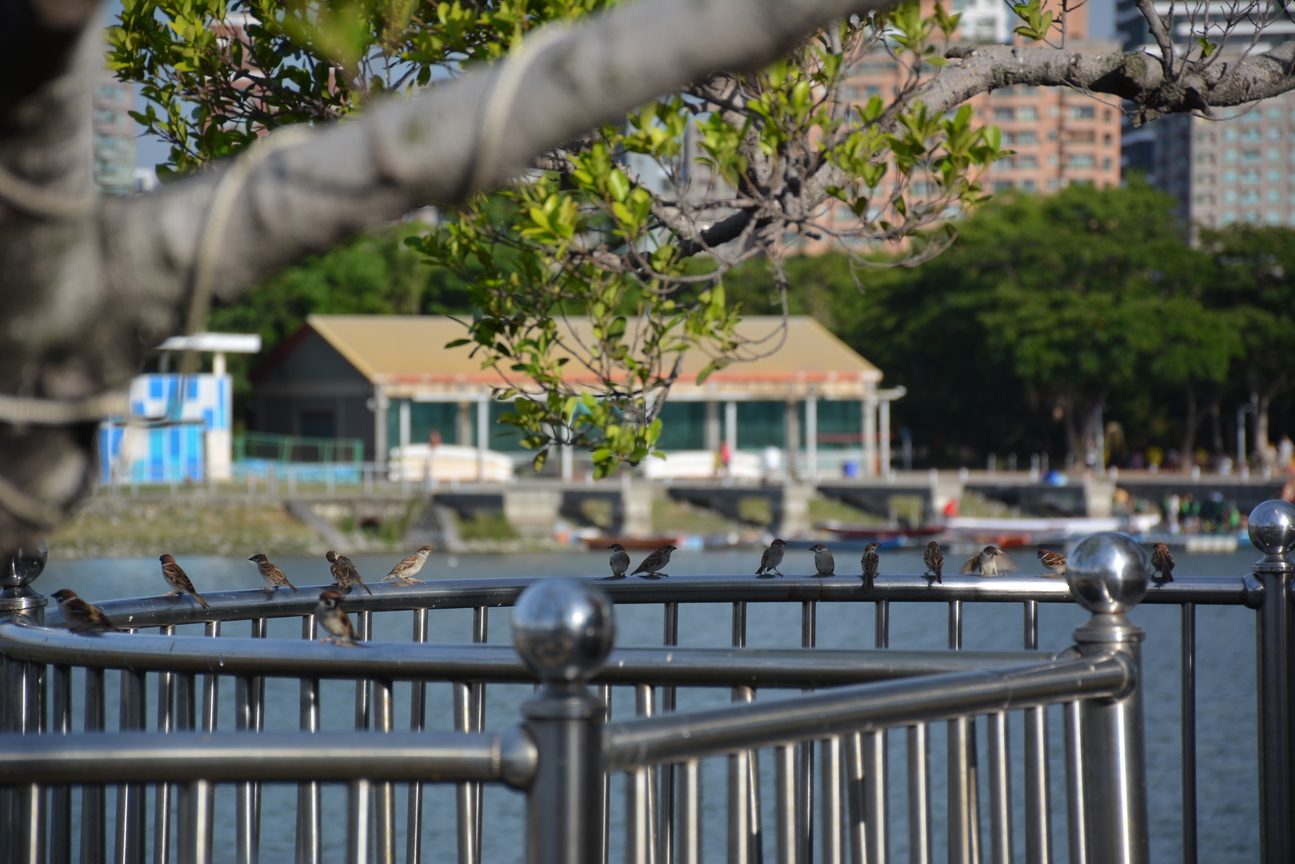 鐵欄杆上的麻雀群