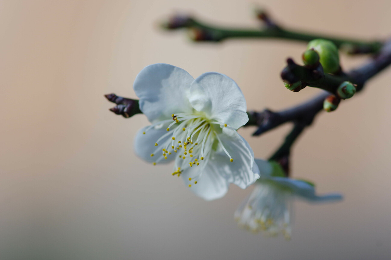 梅花