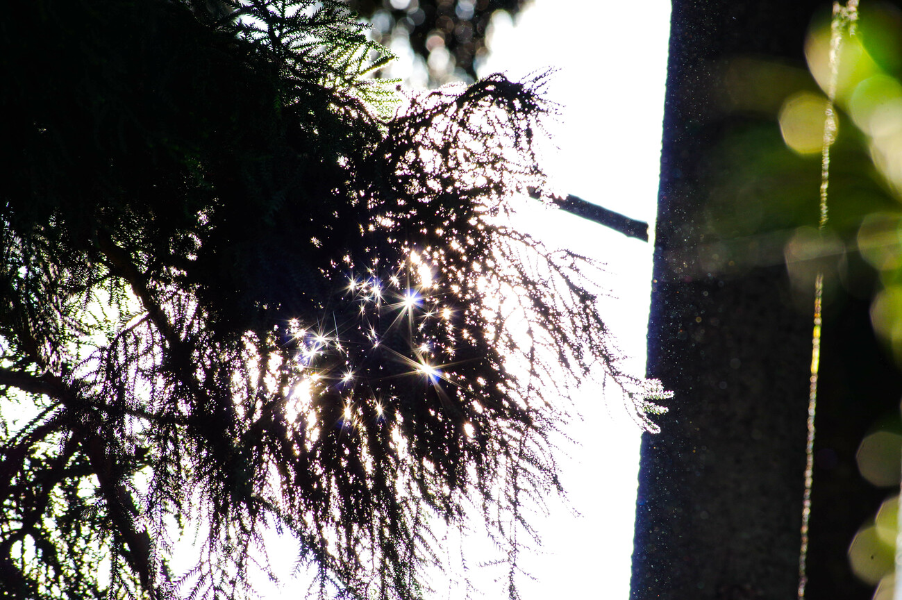 BIRD9284.jpg