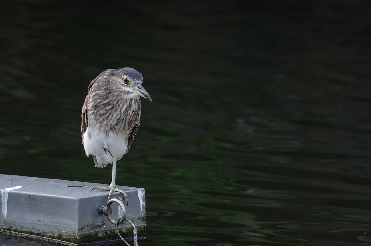 BIRD9335.jpg