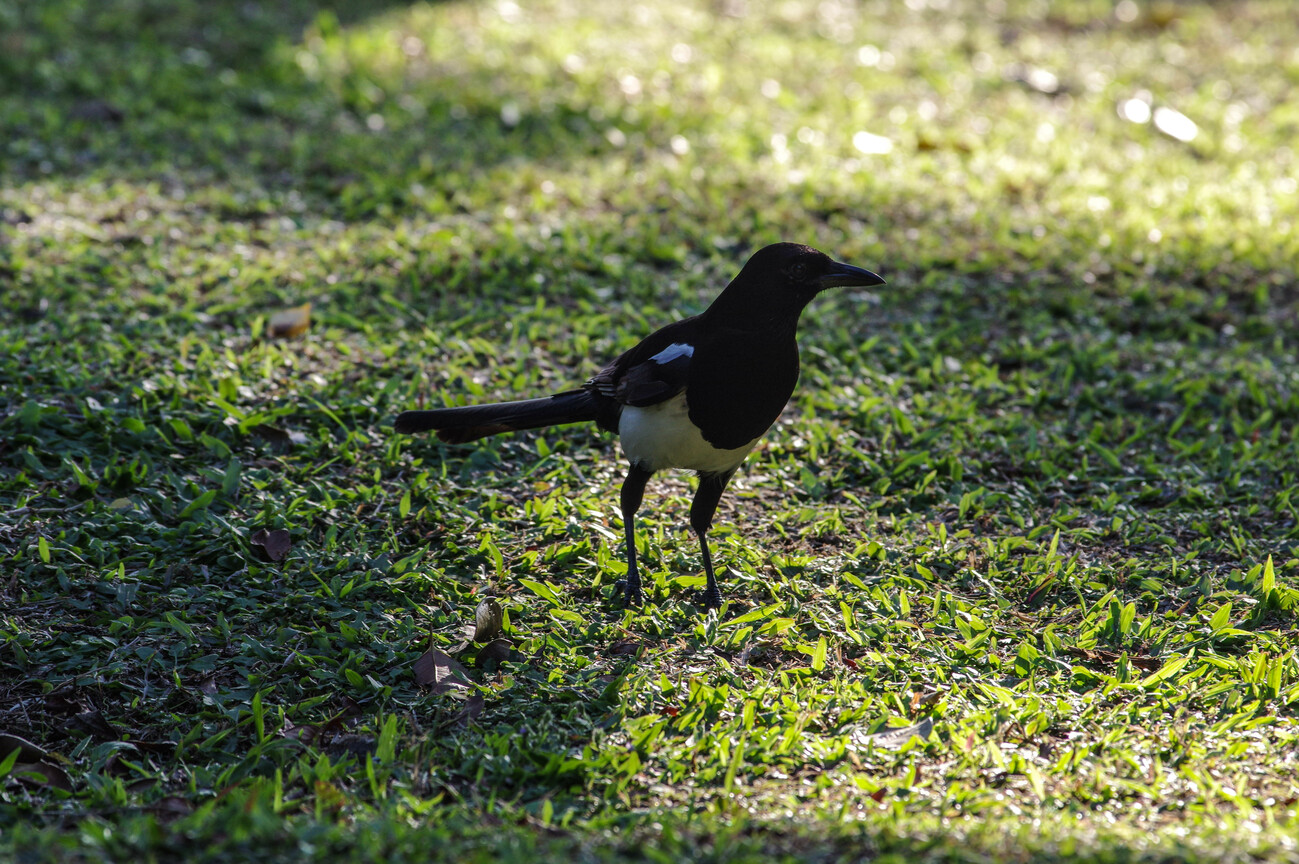 BIRD9330.jpg