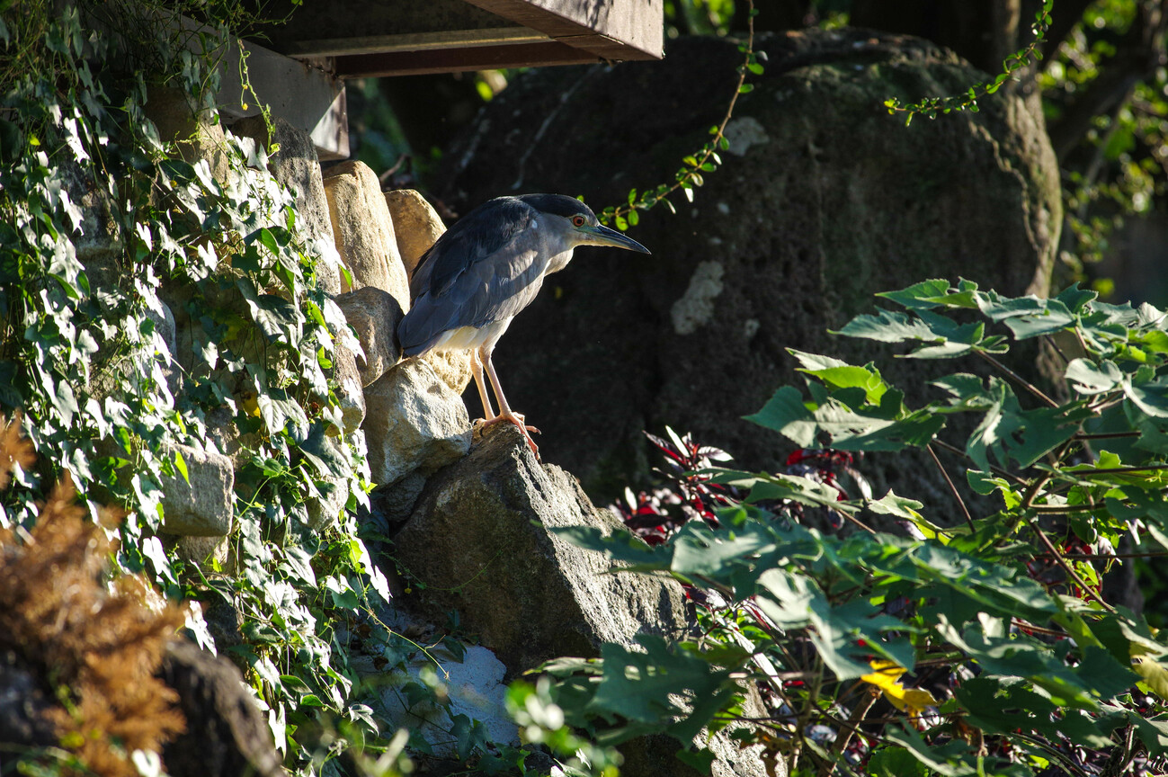 BIRD9340.jpg