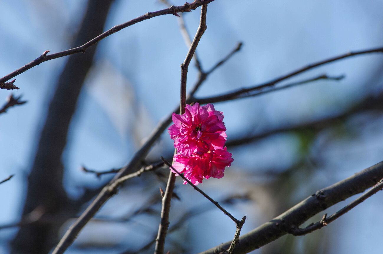 櫻花