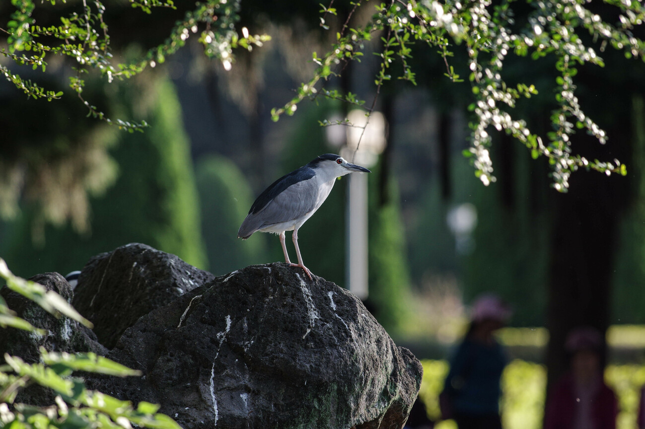 BIRD9338.jpg