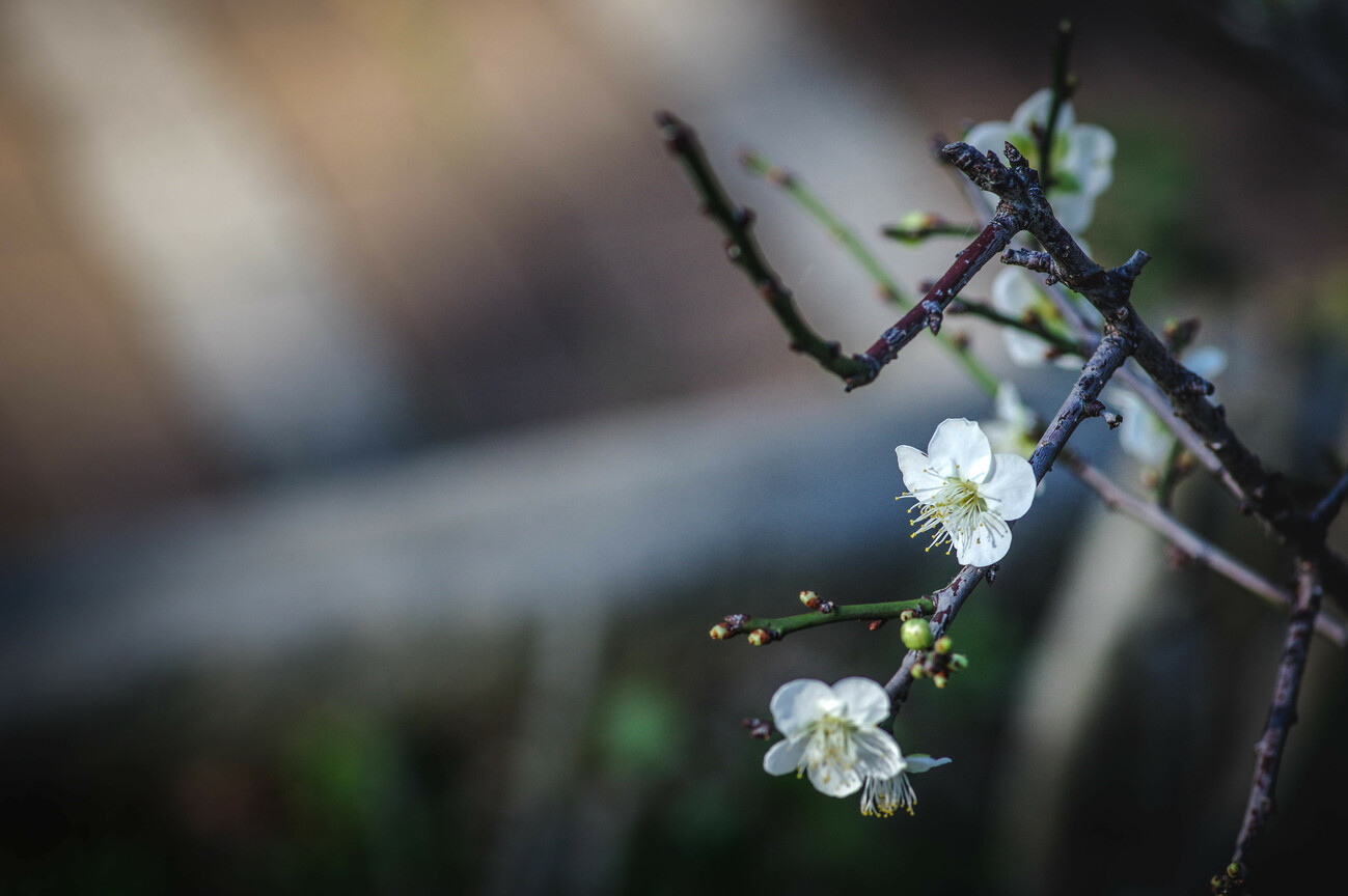 梅花