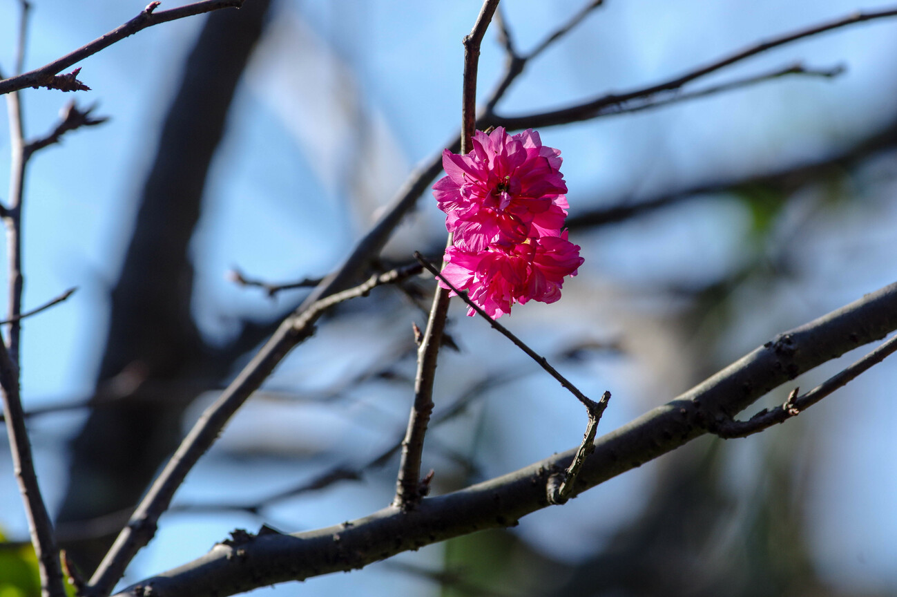 櫻花