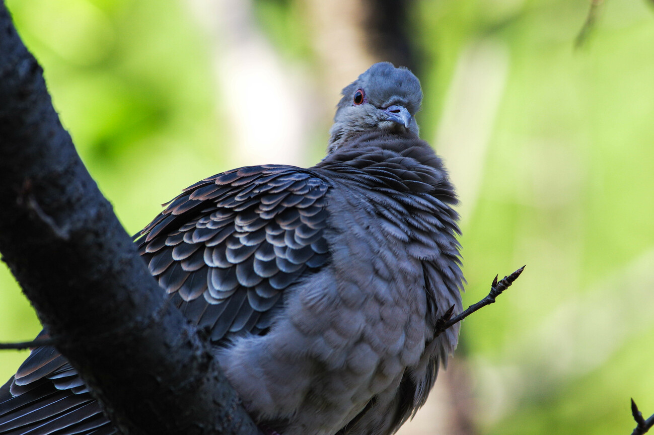 BIRD9270.jpg