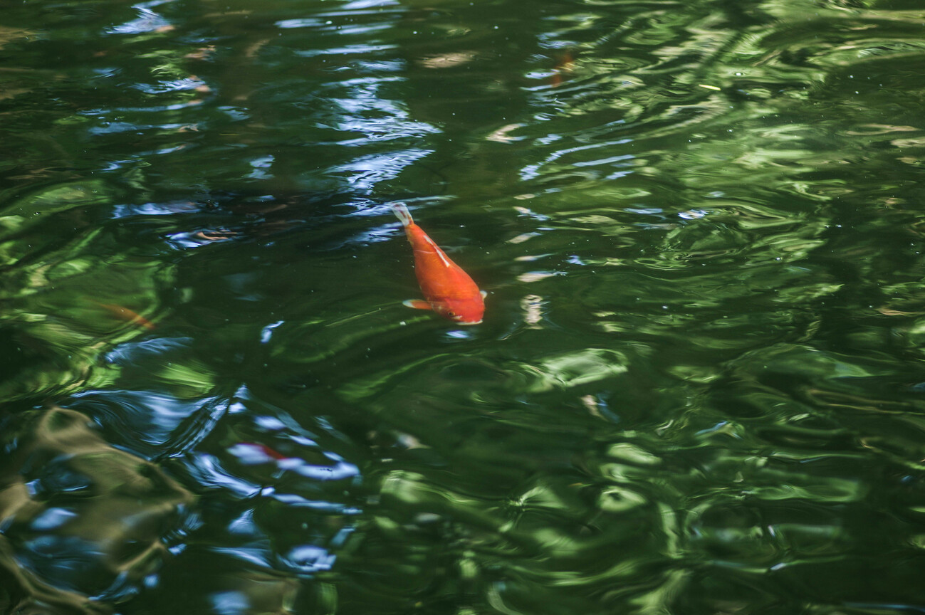 錦鯉