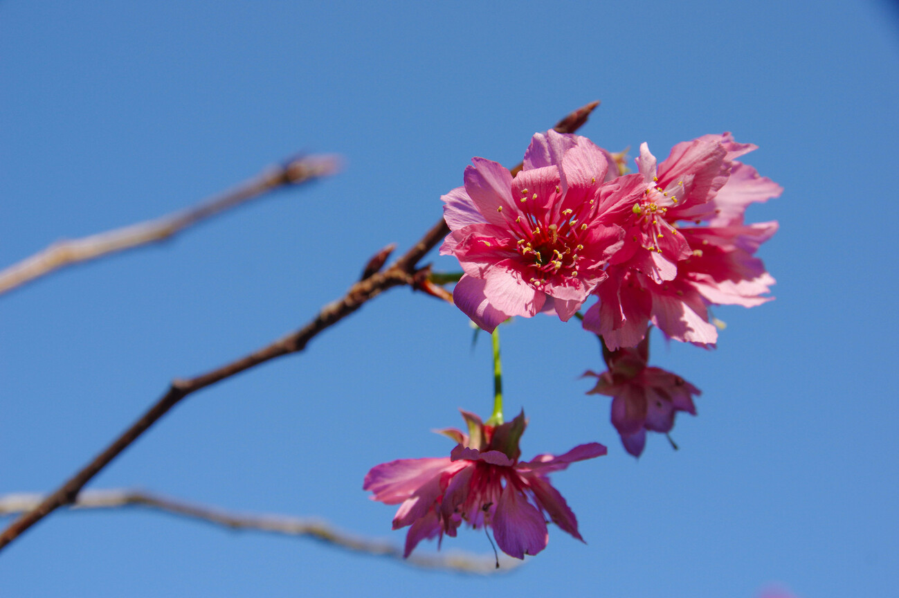 櫻花