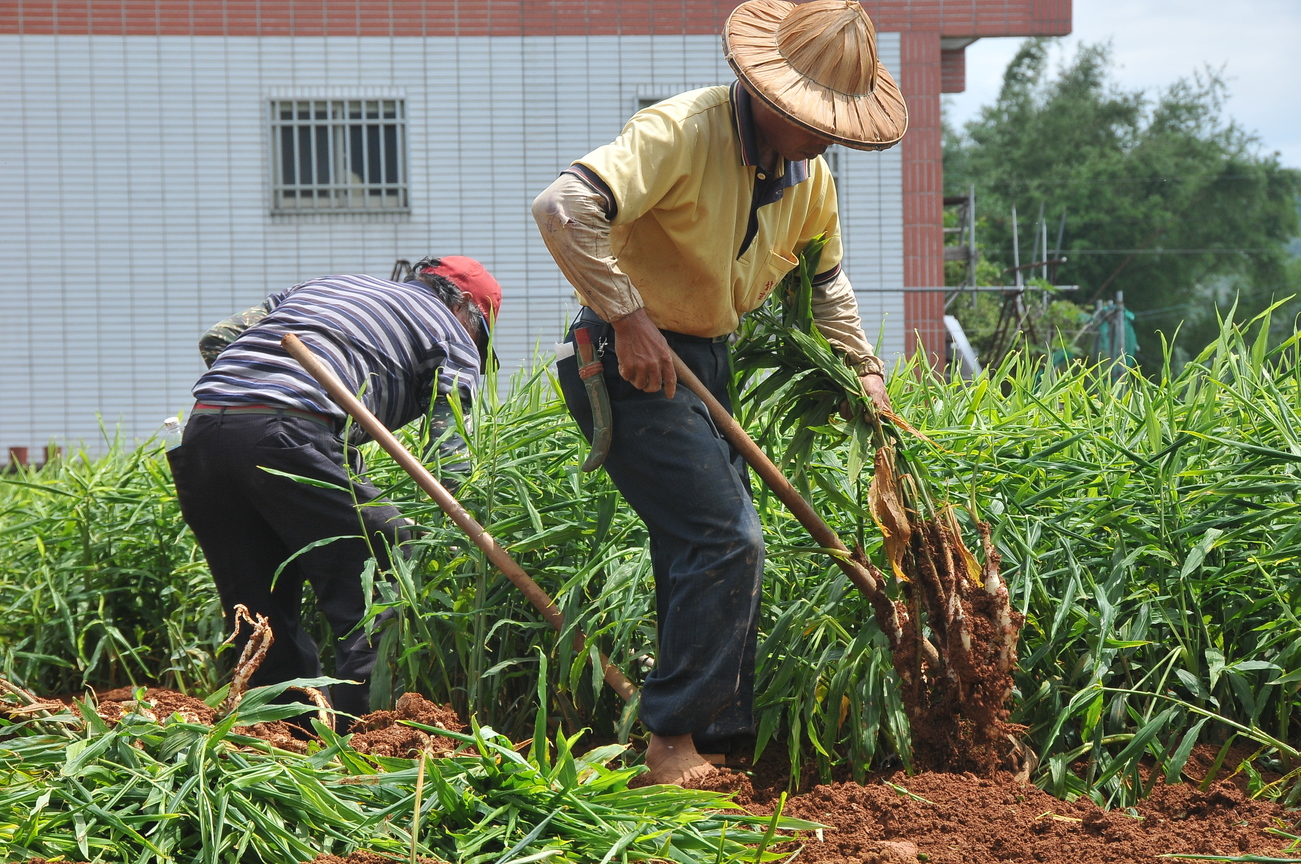 採薑農事