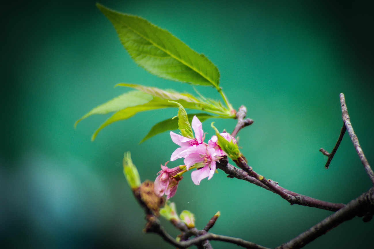 櫻花