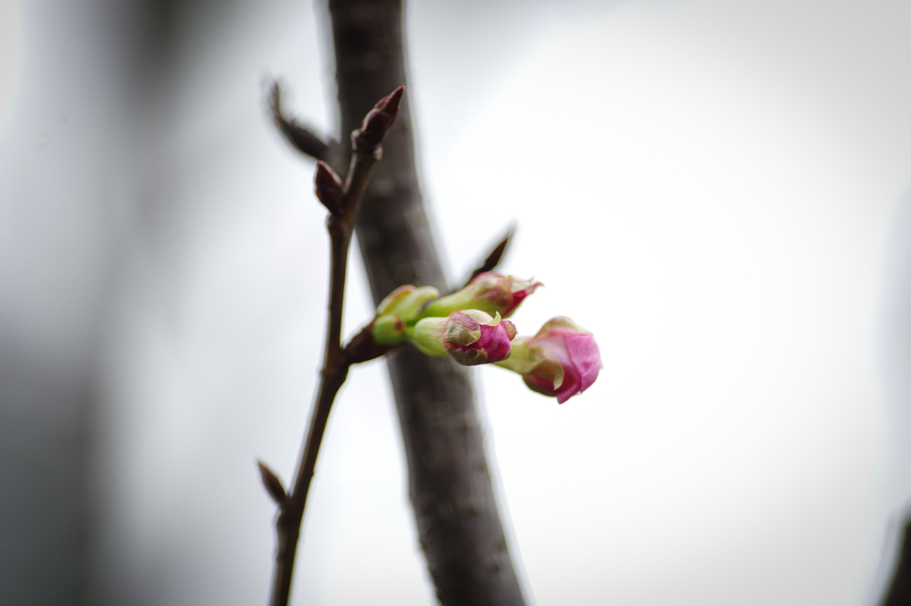 瑞芳櫻花