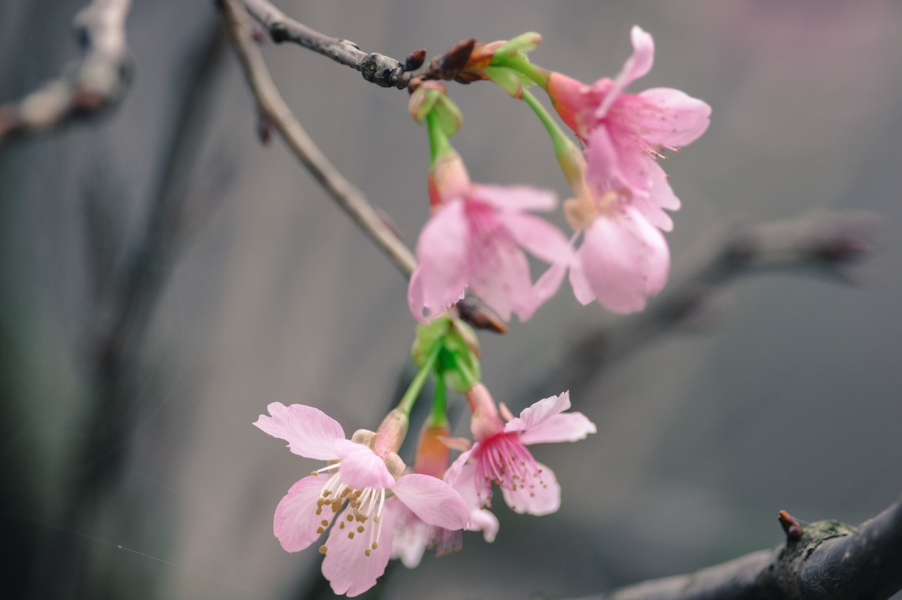 瑞芳櫻花