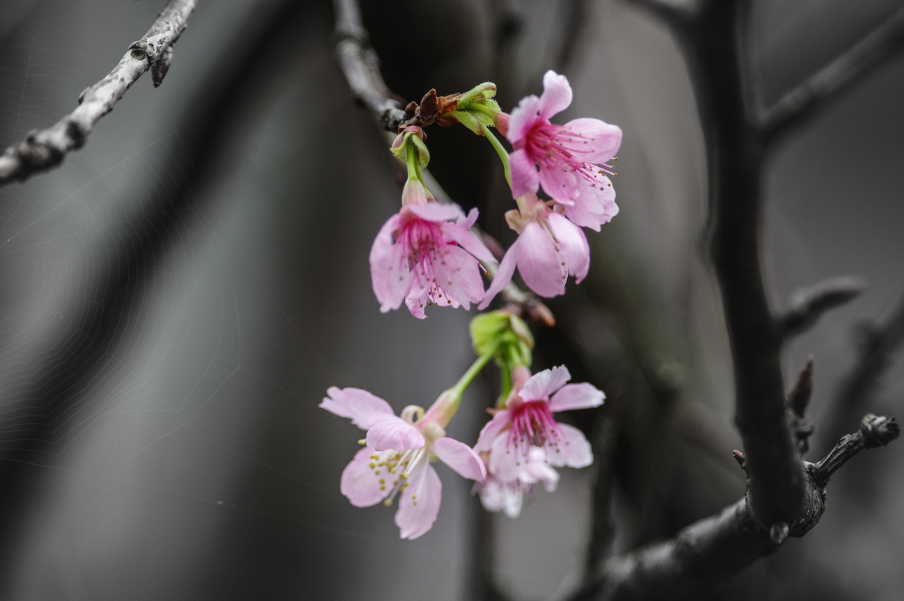 瑞芳櫻花