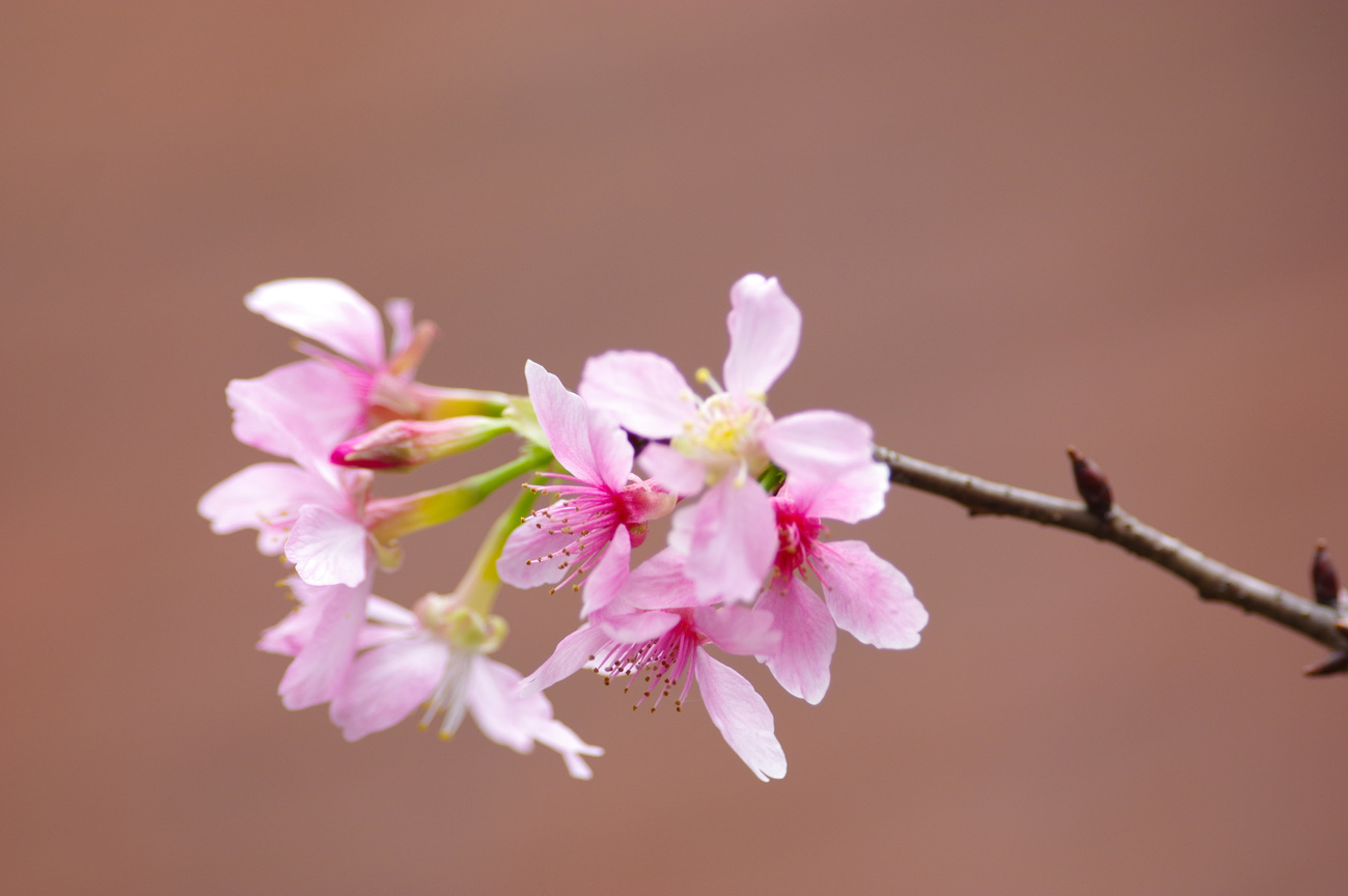 瑞芳櫻花