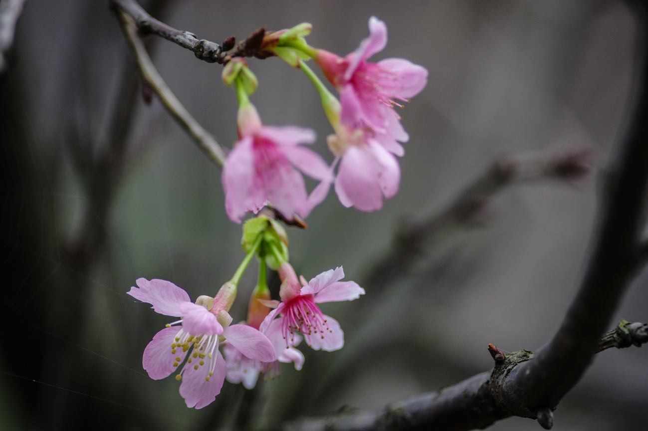 瑞芳櫻花