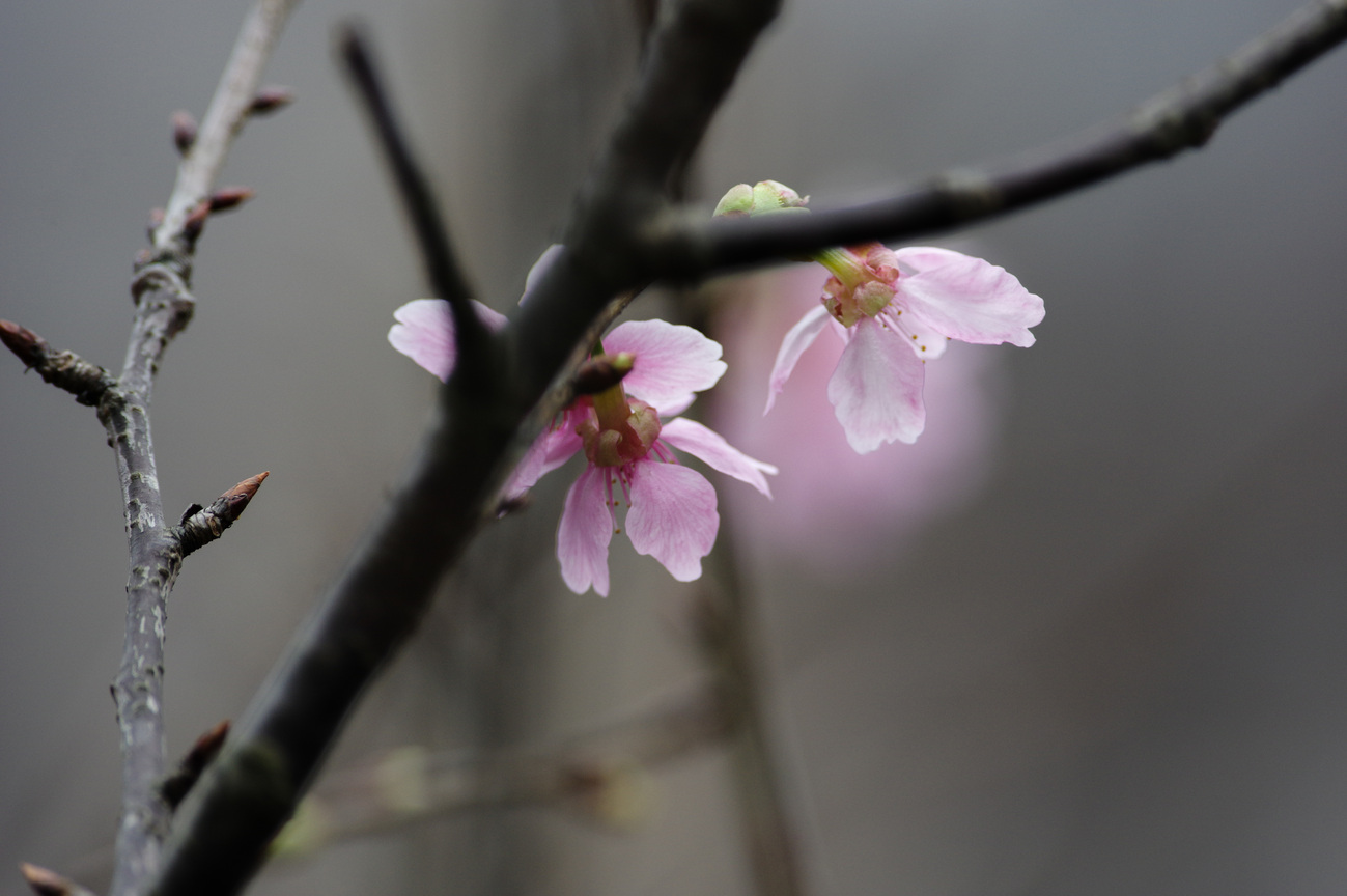 瑞芳櫻花