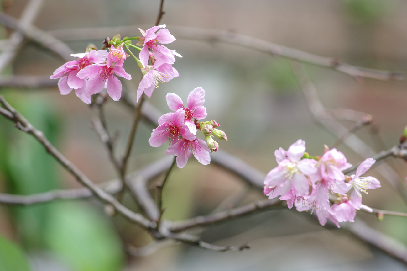 瑞芳櫻花