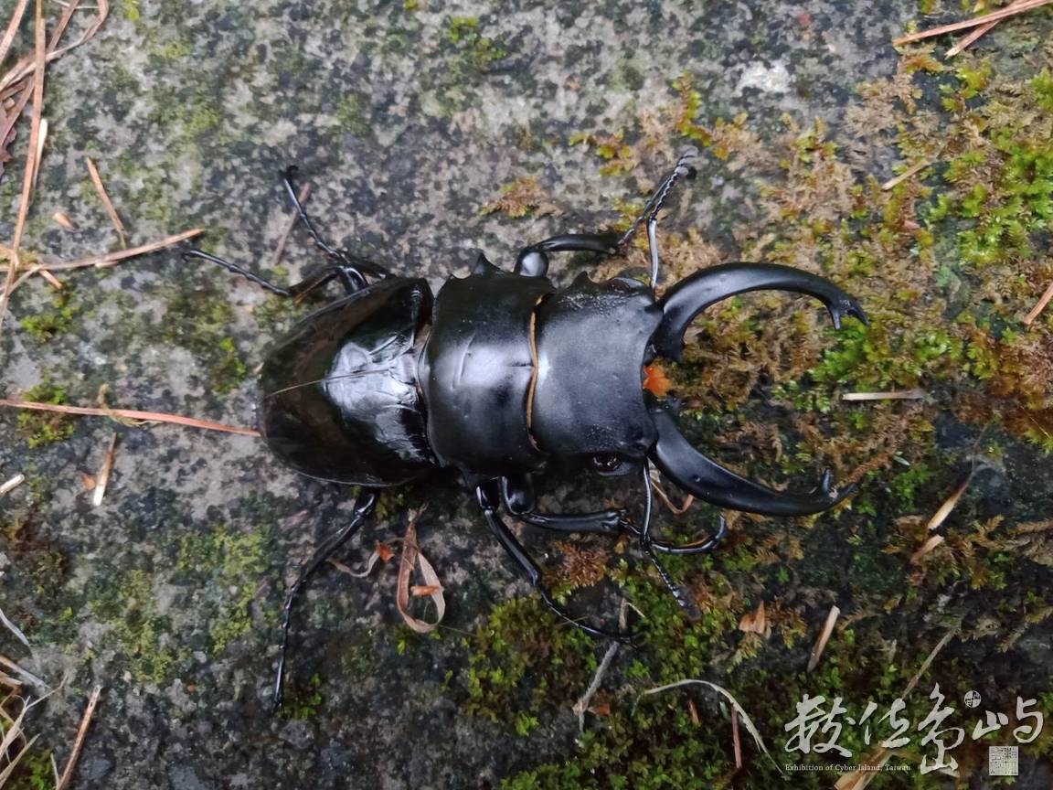 台灣鬼豔(長牙型)