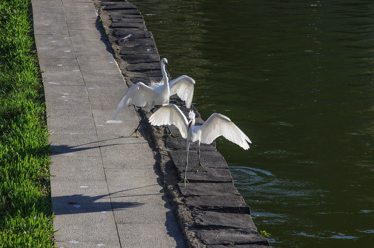BIRD2424.jpg