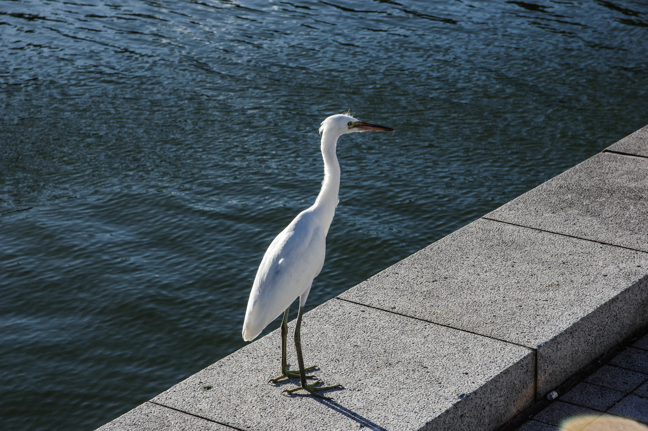 BIRD2426.jpg