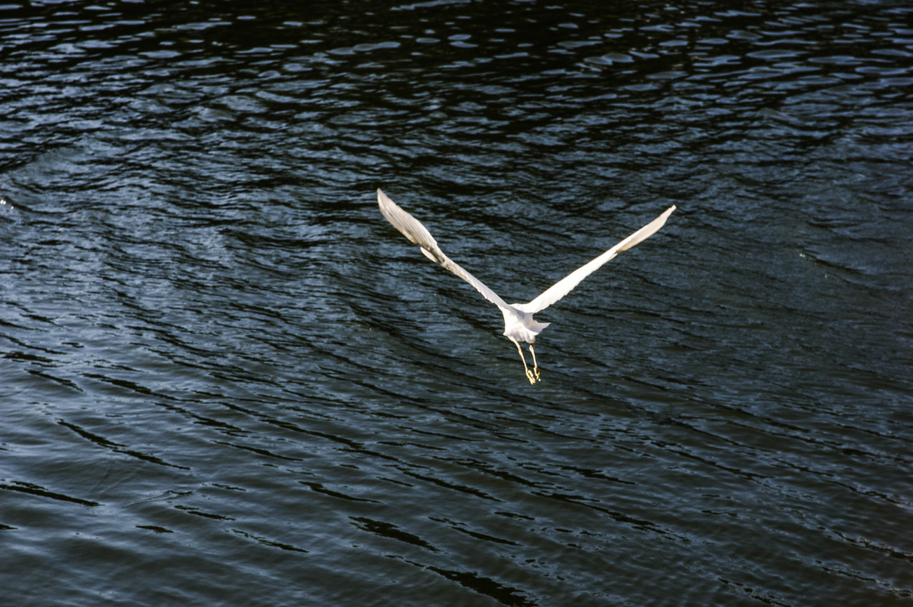 BIRD2429.jpg