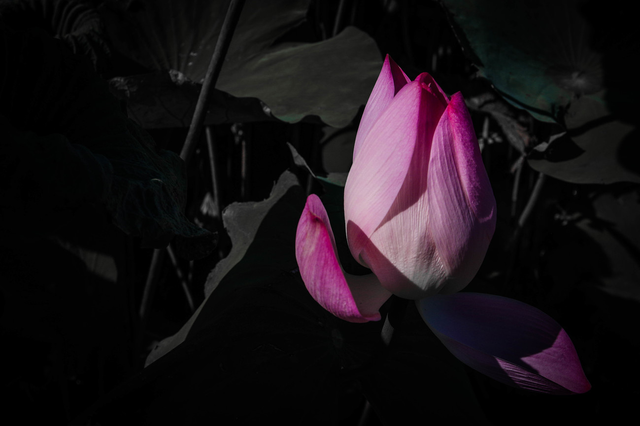蓮花