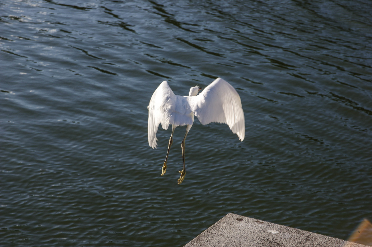 BIRD2427.jpg