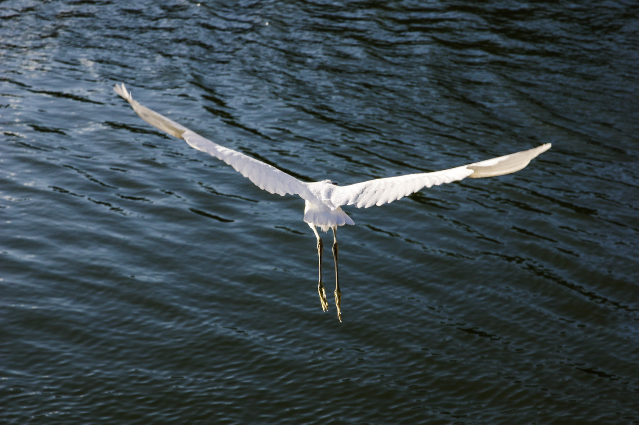 BIRD2428.jpg