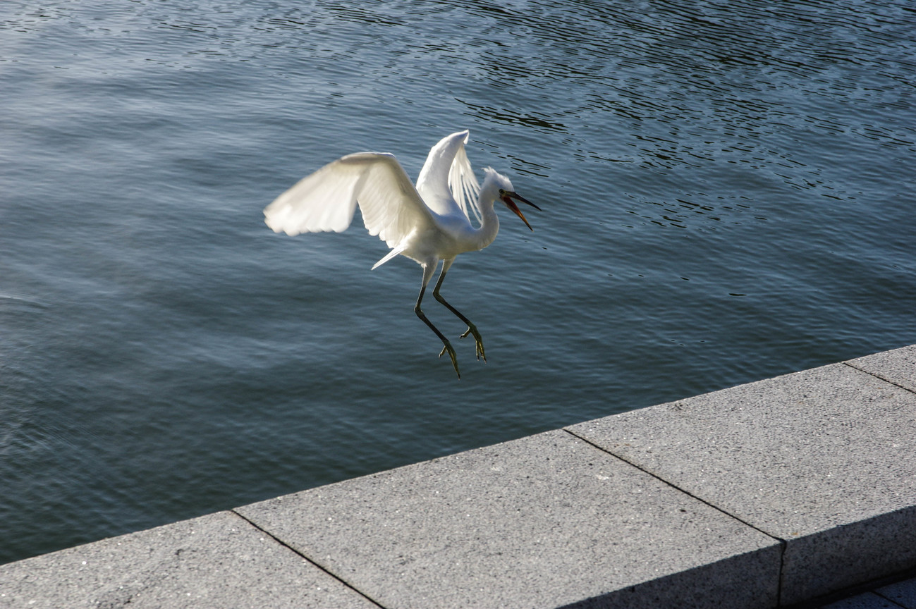 BIRD2425.jpg