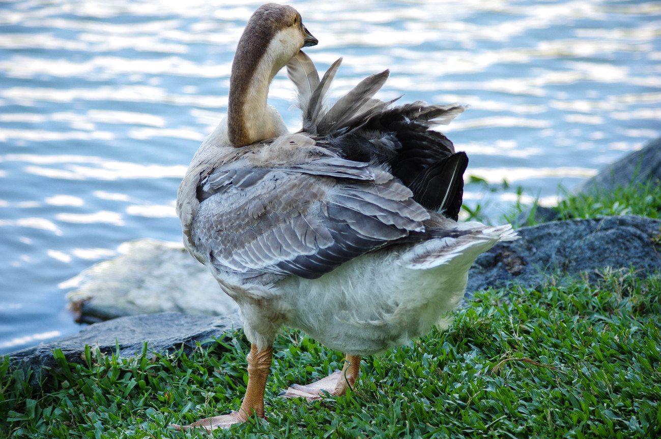 BIRD2389.jpg