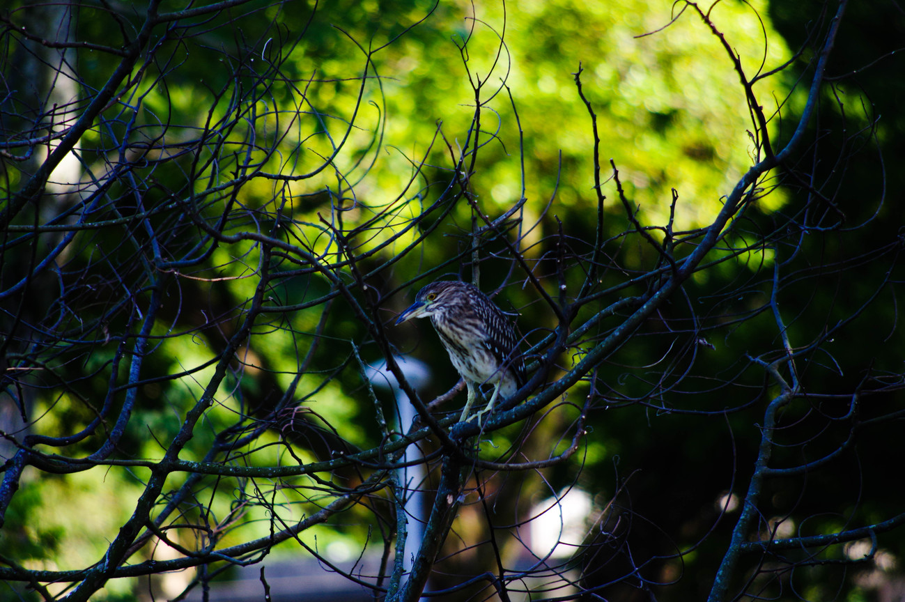 BIRD2377.jpg