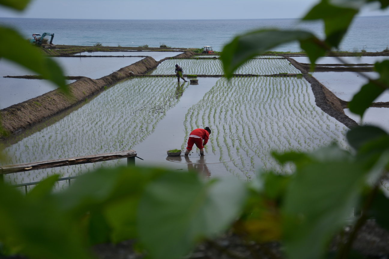 手把青秧插滿田，低頭便見水中天-新社梯田插秧