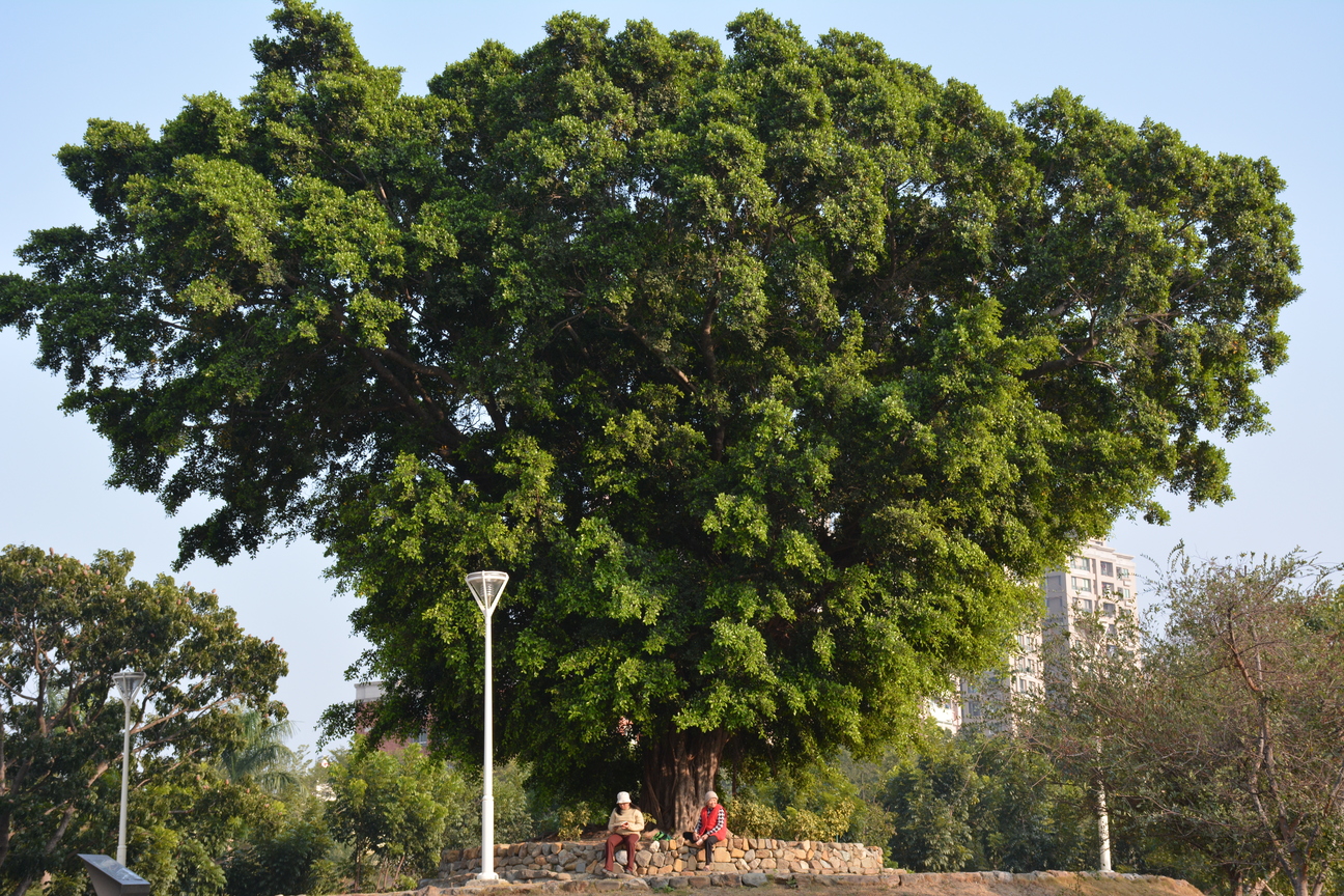 右昌森林公園大榕樹