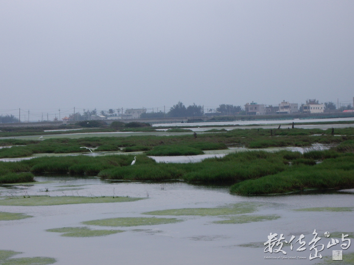 溼地白鷺