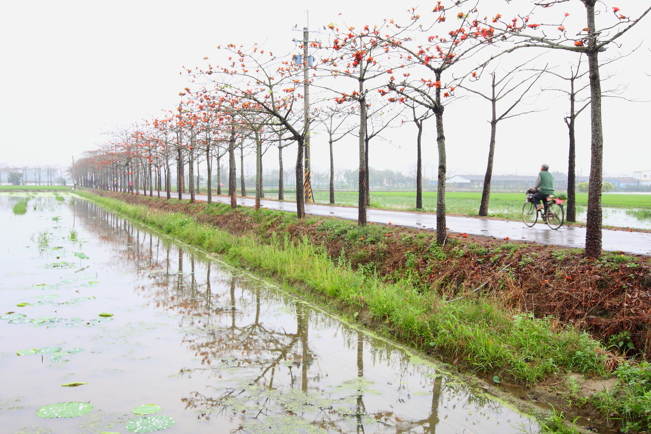 下雨中的木棉花道