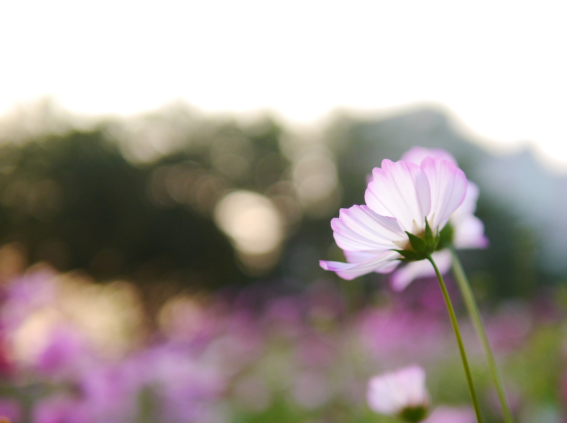 霧裡看花而下馬看花