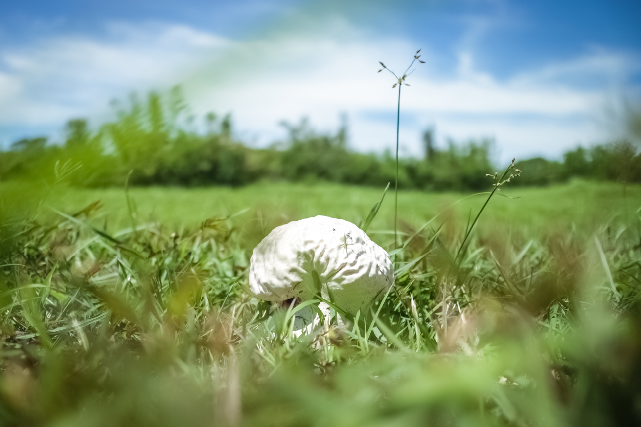 是誰的大腦遺落在草地上