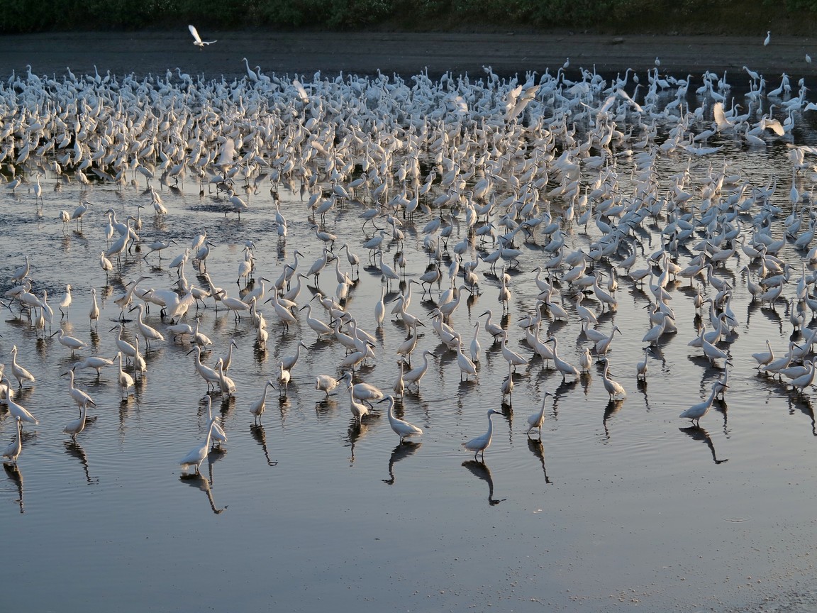 白鷺鷥的流水席