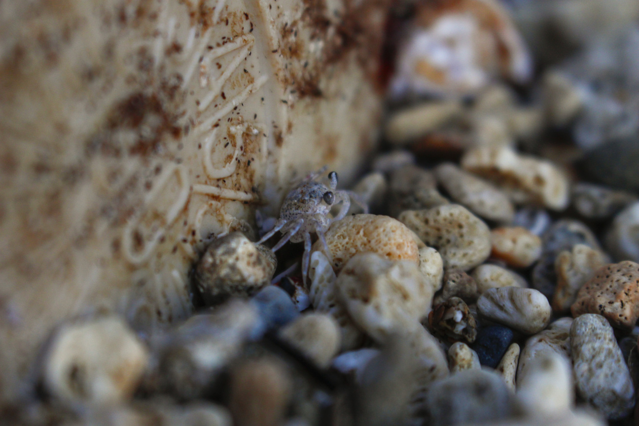 演化只為了生存